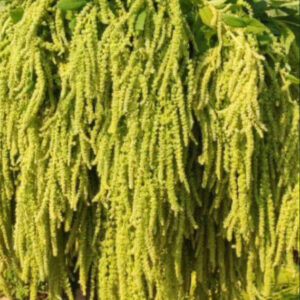 Amaranthus