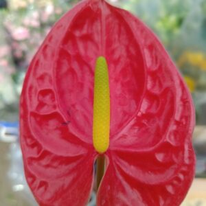 Anthurium