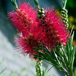 Bottle brush