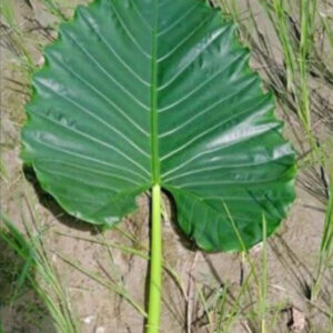 Elephant ear leaves