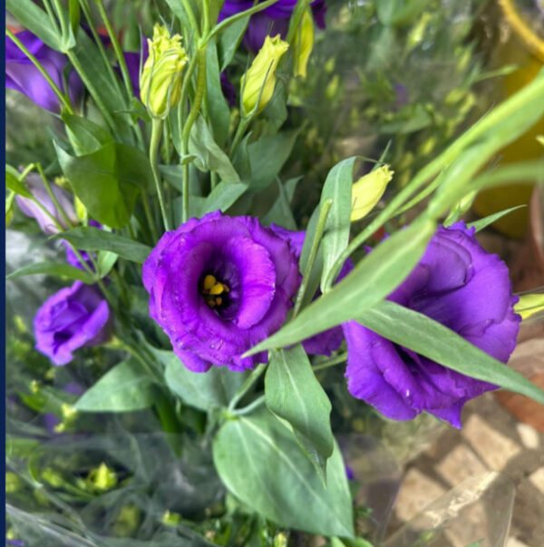 Eustoma