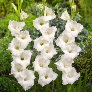 Glads white