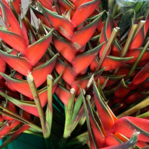 Heliconia