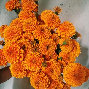 loose marigold