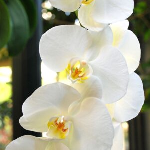 orchids white