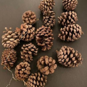 pine cone