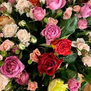 Rose