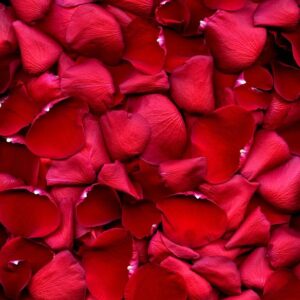 rose petals