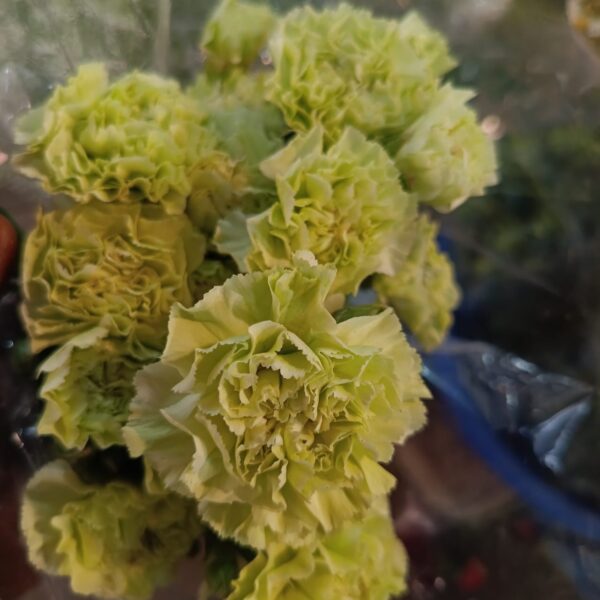 Spray Carnations