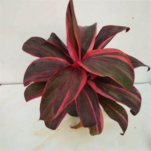 red dracaena