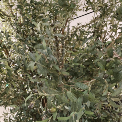 olive tree decor