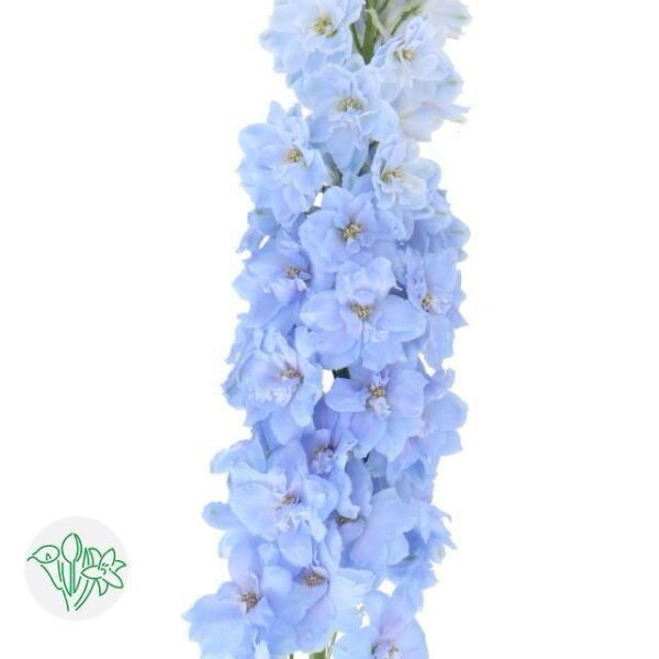 Delphinium