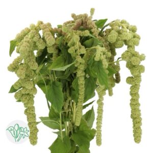 Hanging Amaranthus