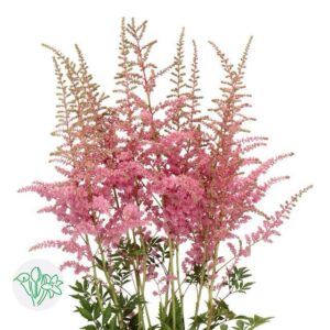 Astilbe