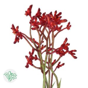 Kangaroo Paw