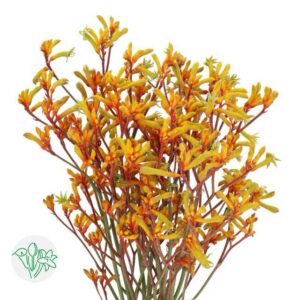 Kangaroo Paw