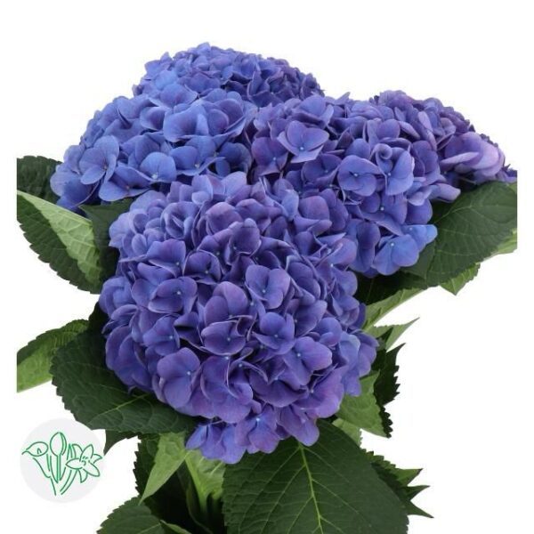 Hydrangea