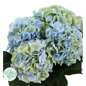 Hydrangea