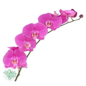 Phalaenopsis