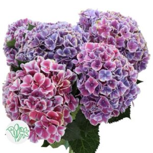 Hydrangea