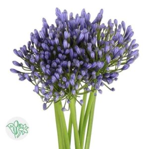 Agapanthus