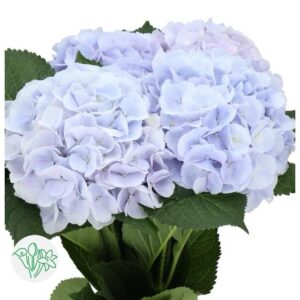 Hydrangea