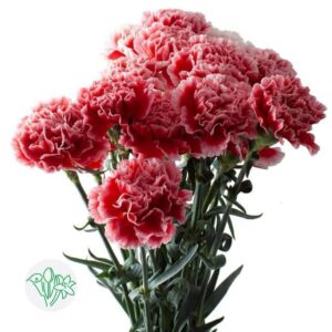 Carnation