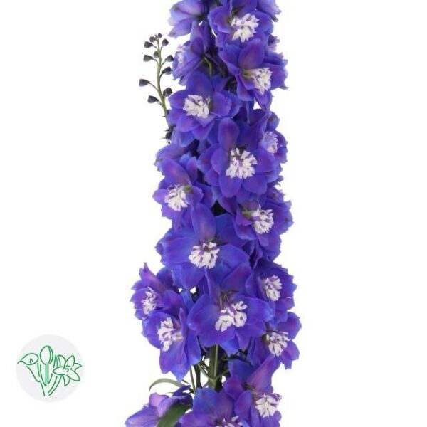 Delphinium