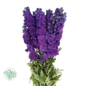 Delphinium