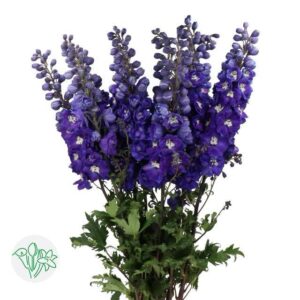 Delphinium