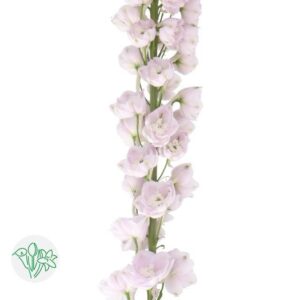 Delphinium