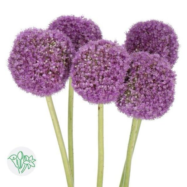 Allium