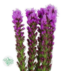 Liatris