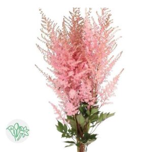 Astilbe