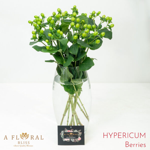 Hy[ericum Berries Green