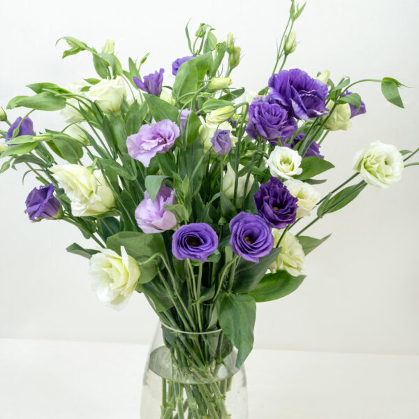 Eustoma