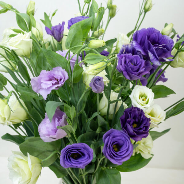 Eustoma