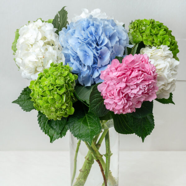 Hydrangeas