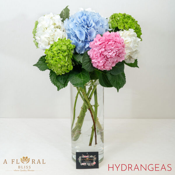 Hydrangeas