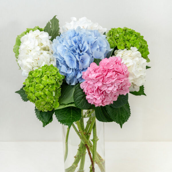 Hydrangeas