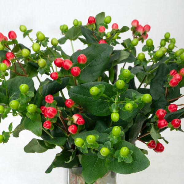 Hypericum Berries