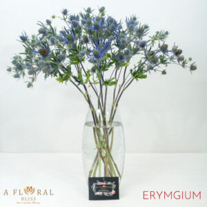 Eryngium