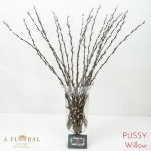 Pussy Willow