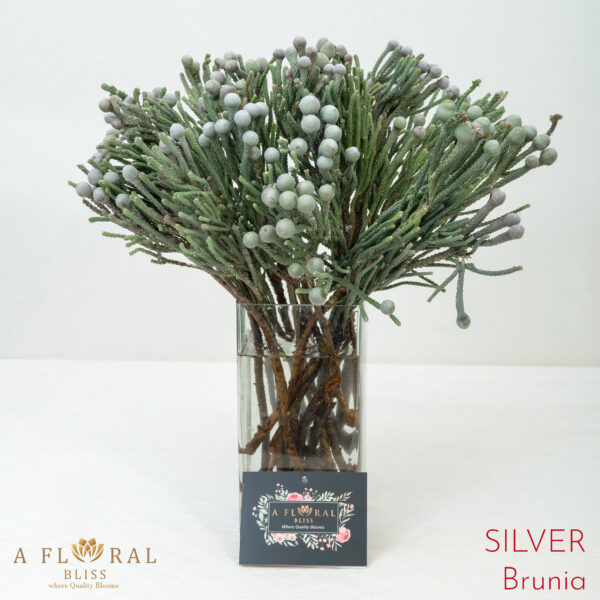 Silver Brunia