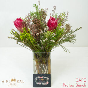 Cape Protea