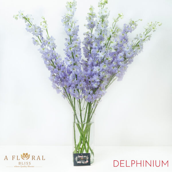 Delphinium