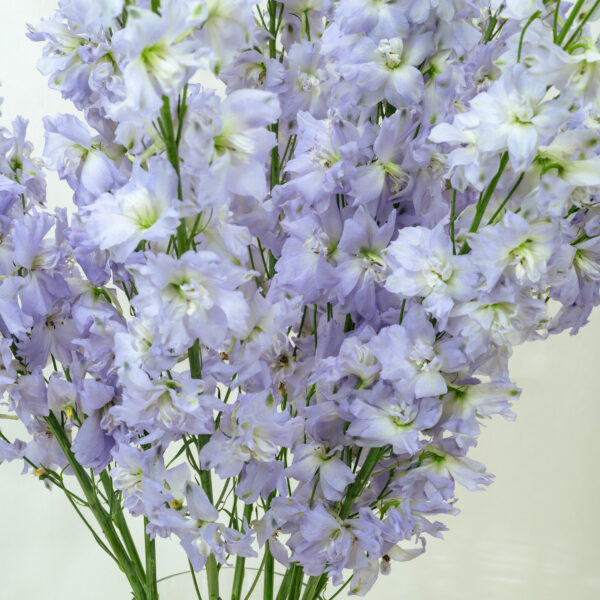 Delphinium