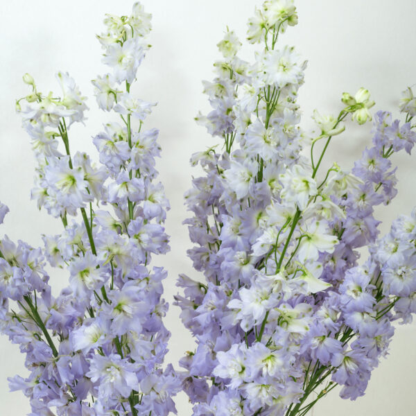 Delphinium