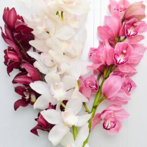 Cymbidium Orchid