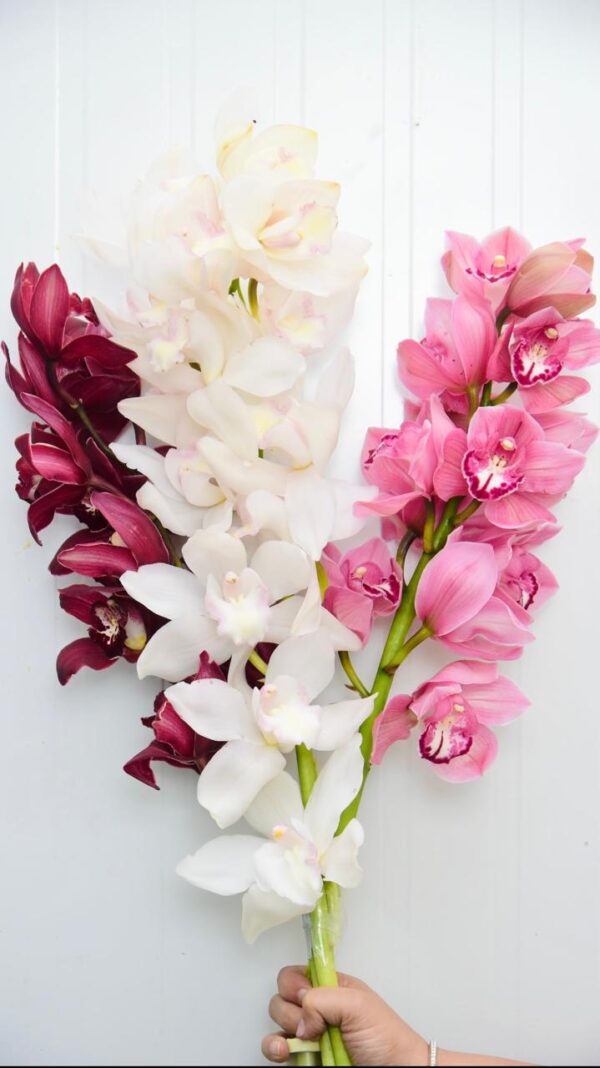 Cymbidium Orchid